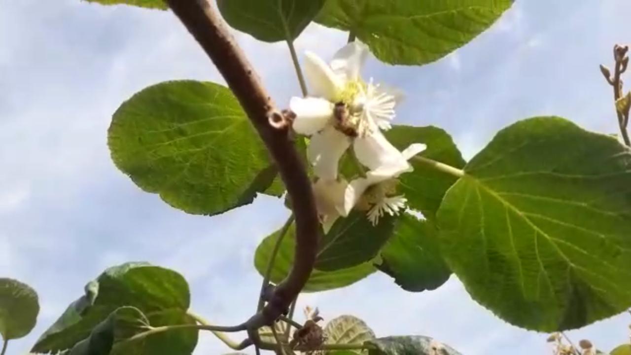 flor-kiwi-con-abeja