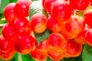fertilizante-liquido-organico-agrothrive-5-frutas